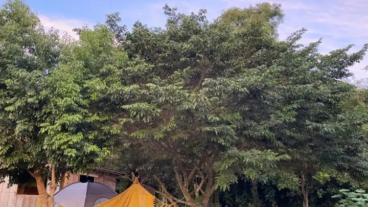 Chácara à venda de 2 ha em Santo Antônio da Patrulha, RS, Brasil