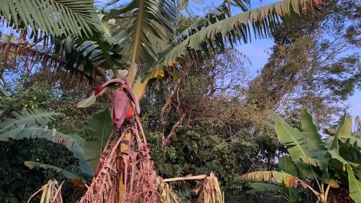 Chácara à venda de 2 ha em Santo Antônio da Patrulha, RS, Brasil