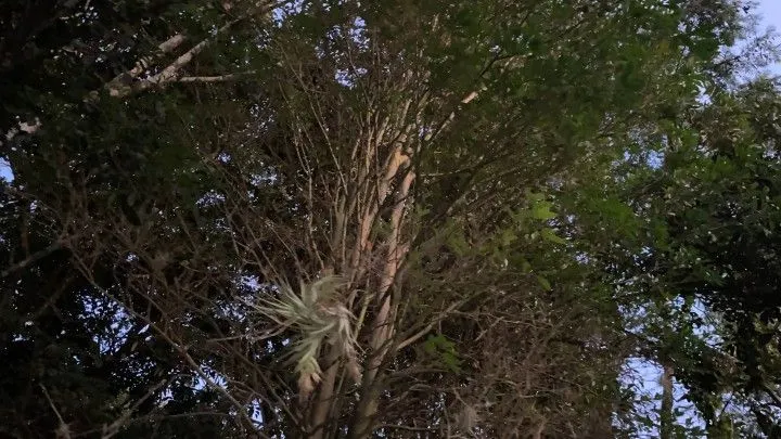 Chácara à venda de 2 ha em Santo Antônio da Patrulha, RS, Brasil
