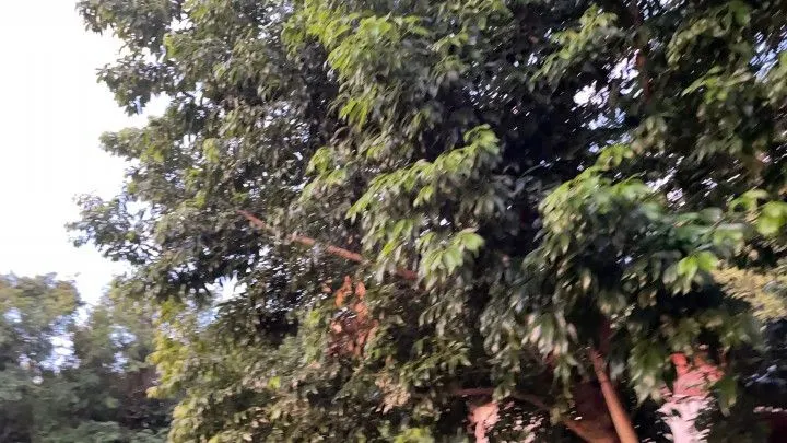 Chácara à venda de 2 ha em Santo Antônio da Patrulha, RS, Brasil