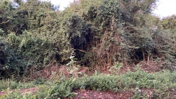 Chácara à venda de 2 ha em Santo Antônio da Patrulha, RS, Brasil