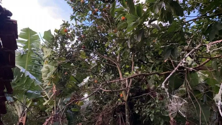 Chácara à venda de 2 ha em Santo Antônio da Patrulha, RS, Brasil
