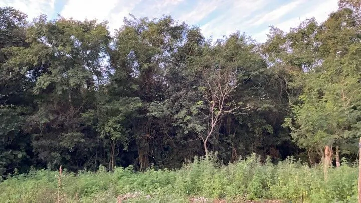 Chácara à venda de 2 ha em Santo Antônio da Patrulha, RS, Brasil