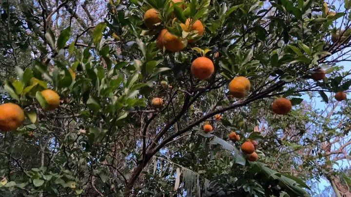 Chácara à venda de 2 ha em Santo Antônio da Patrulha, RS, Brasil