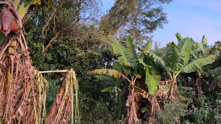 Chácara à venda de 2 ha em Santo Antônio da Patrulha, RS, Brasil