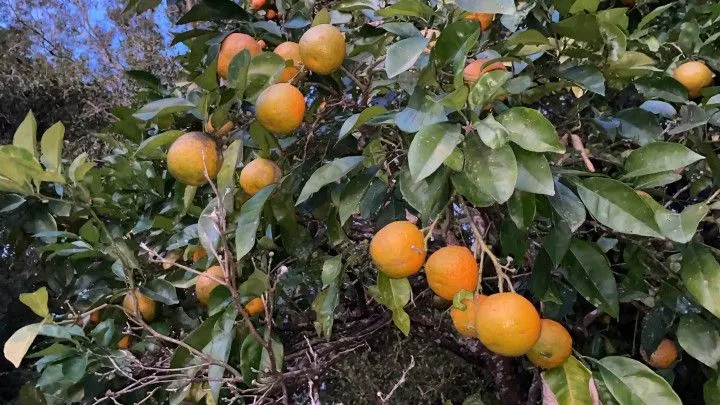Chácara à venda de 2 ha em Santo Antônio da Patrulha, RS, Brasil