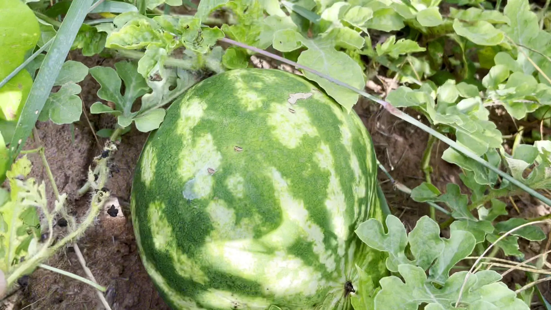 Chácara à venda de 880 m² em Taquara, RS, Brasil