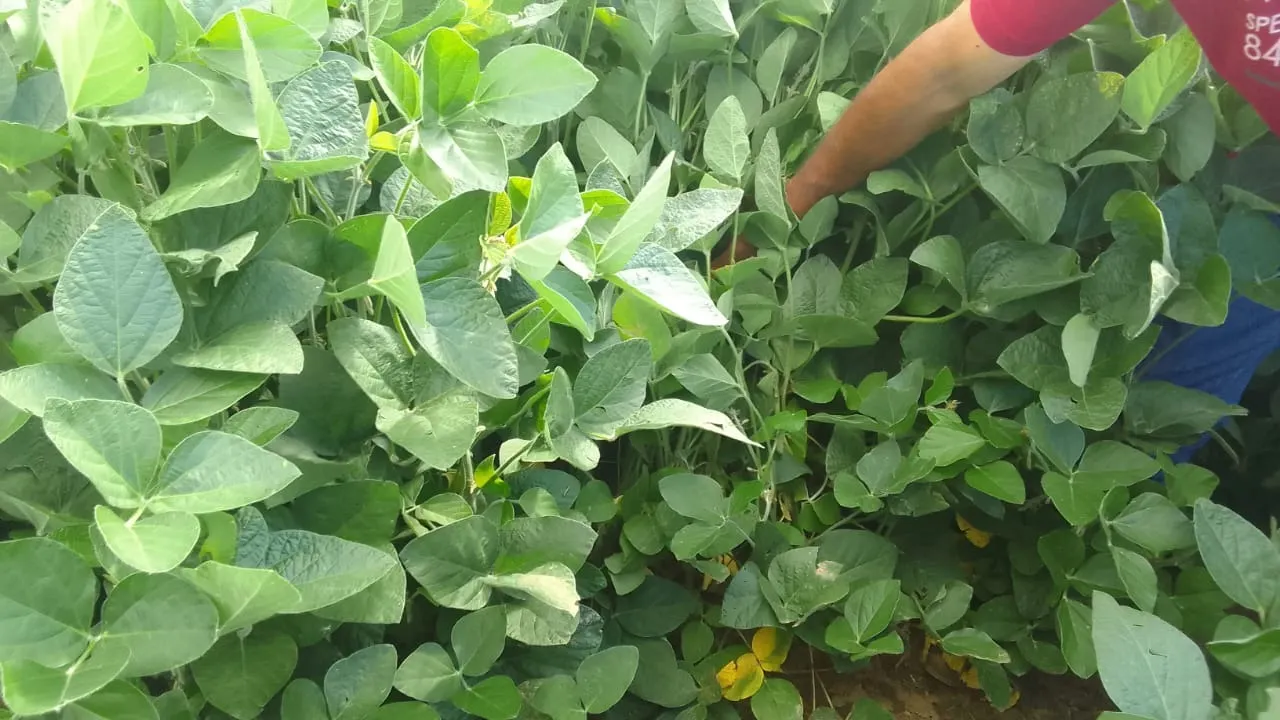 Fazenda à venda de 97 ha em São Miguel Arcanjo, SP, Brasil