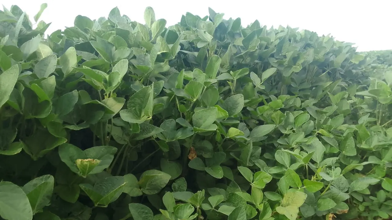 Fazenda à venda de 97 ha em São Miguel Arcanjo, SP, Brasil