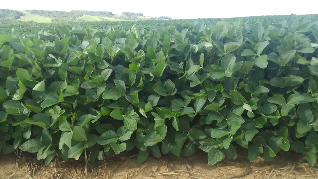 Fazenda à venda de 97 ha em São Miguel Arcanjo, SP, Brasil