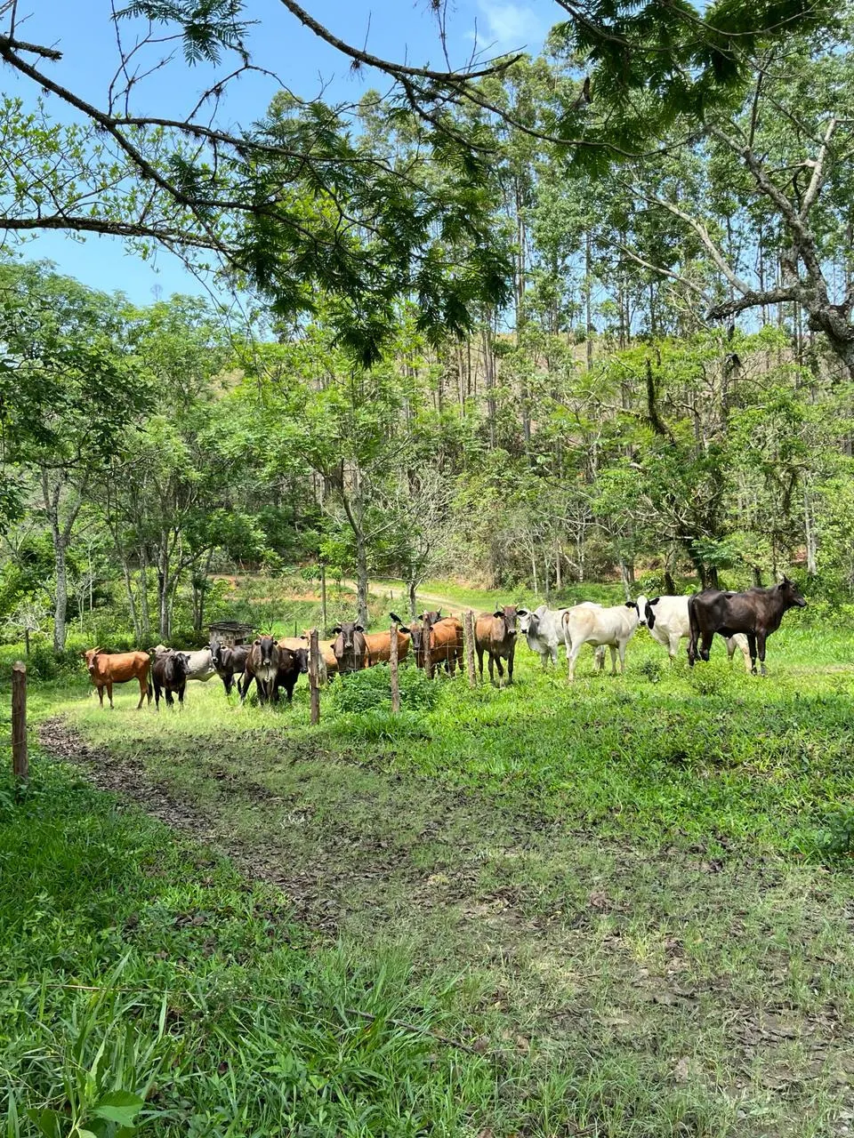 Fazenda à venda de 145 ha em Lorena, SP, Brasil