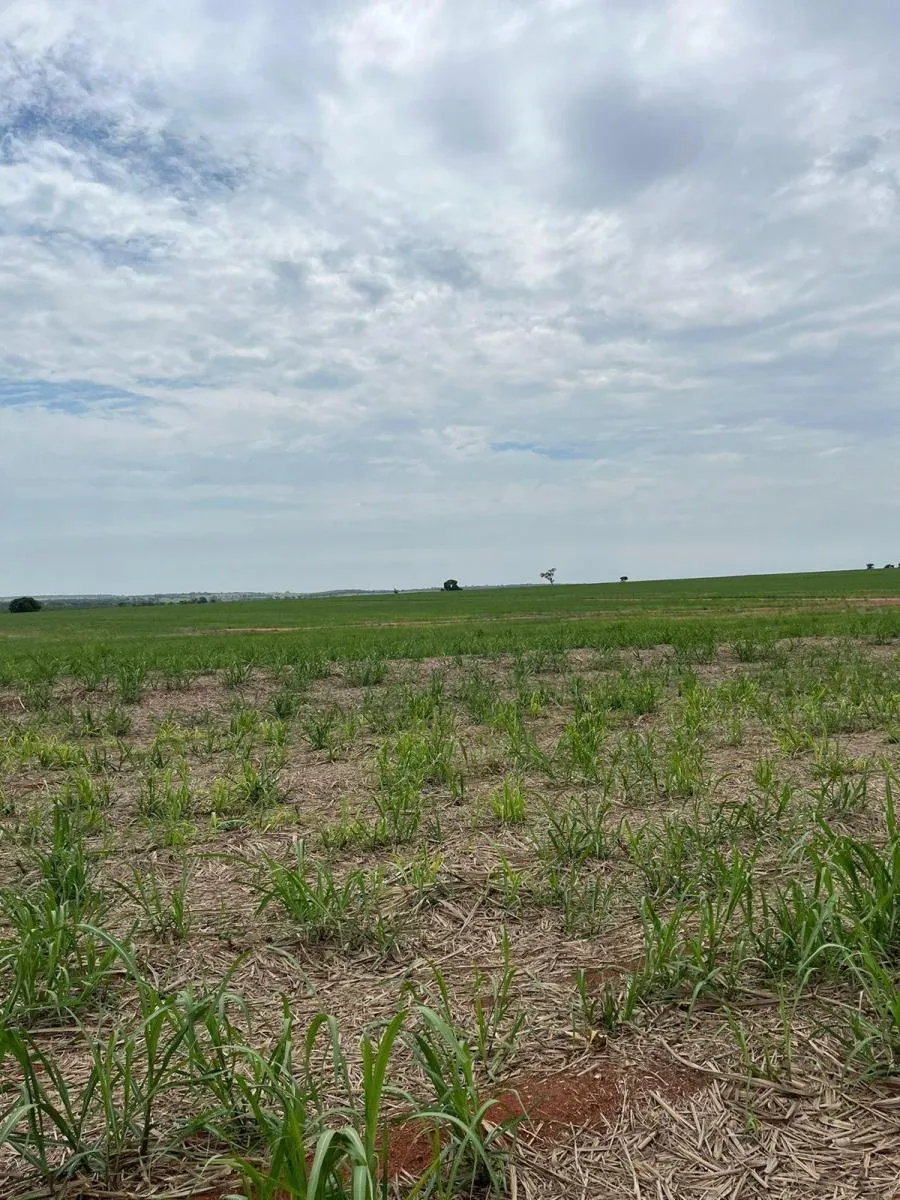 Fazenda à venda de 185 ha em Presidente Prudente, SP, Brasil