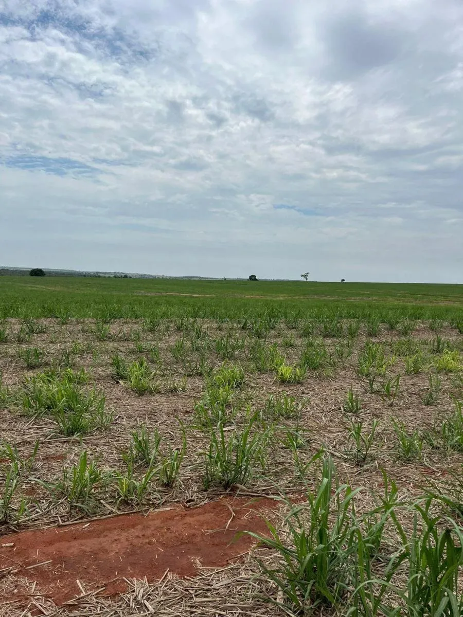 Fazenda à venda de 185 ha em Presidente Prudente, SP, Brasil