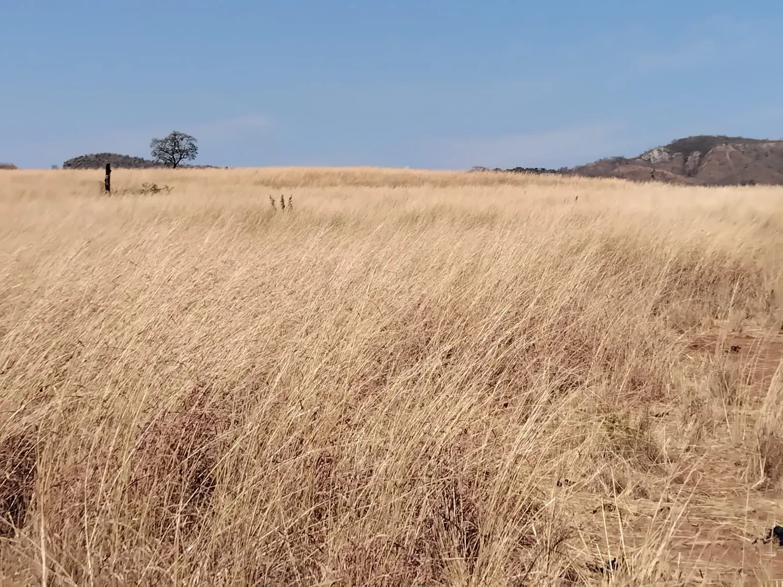 Fazenda à venda de 1.500 ha em Riachão das Neves, BA, Brasil
