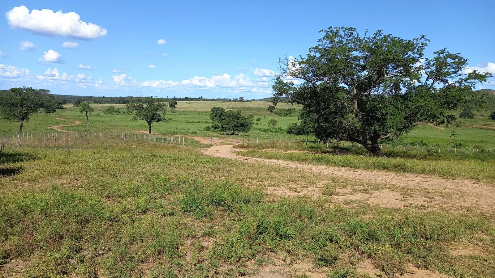 Fazenda à venda de 1.500 ha em Riachão das Neves, BA, Brasil