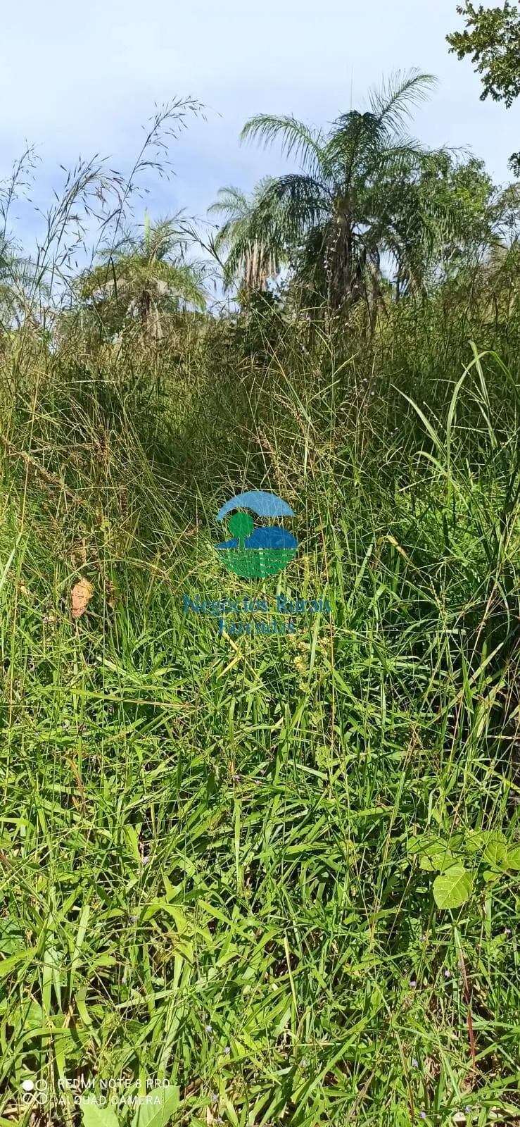Fazenda à venda de 343 ha em Campinorte, GO, Brasil