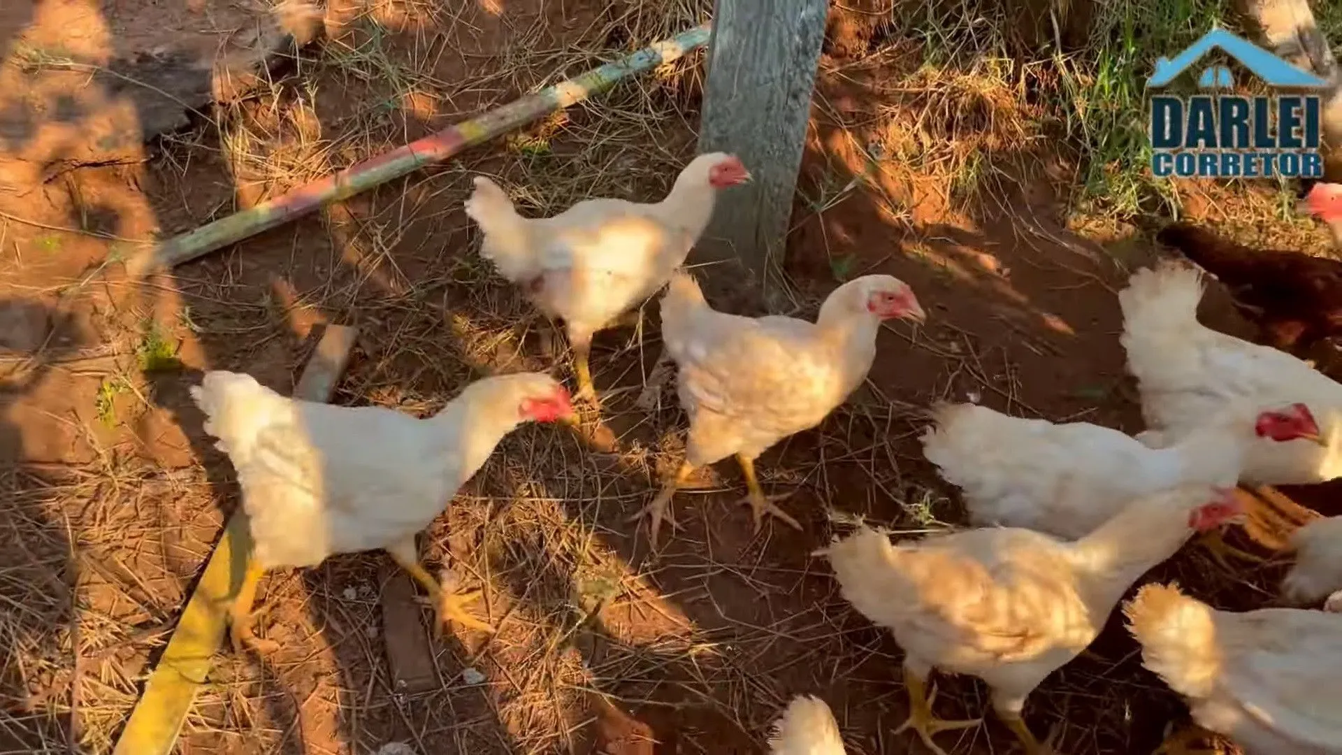 Chácara à venda de 5 ha em Taquara, RS, Brasil