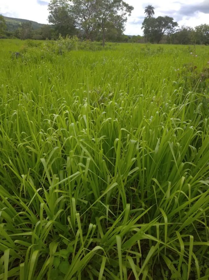 Fazenda à venda de 189 ha em Ponto Chique, MG, Brasil