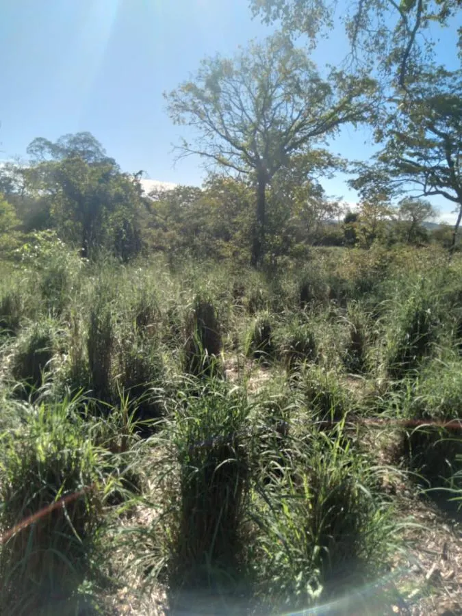 Fazenda à venda de 189 ha em Ponto Chique, MG, Brasil