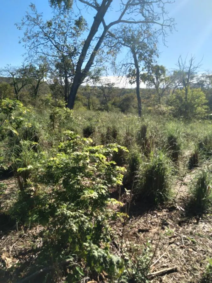 Fazenda à venda de 189 ha em Ponto Chique, MG, Brasil