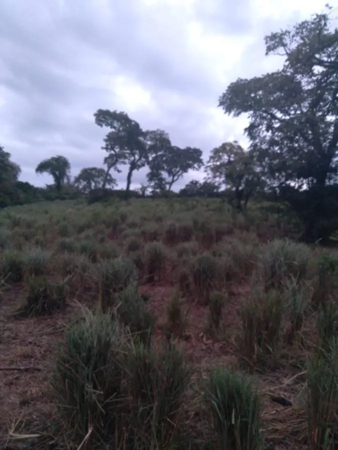 Fazenda à venda de 189 ha em Ponto Chique, MG, Brasil