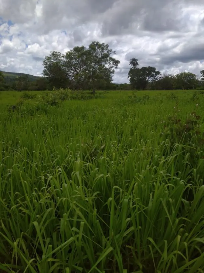 Fazenda à venda de 189 ha em Ponto Chique, MG, Brasil