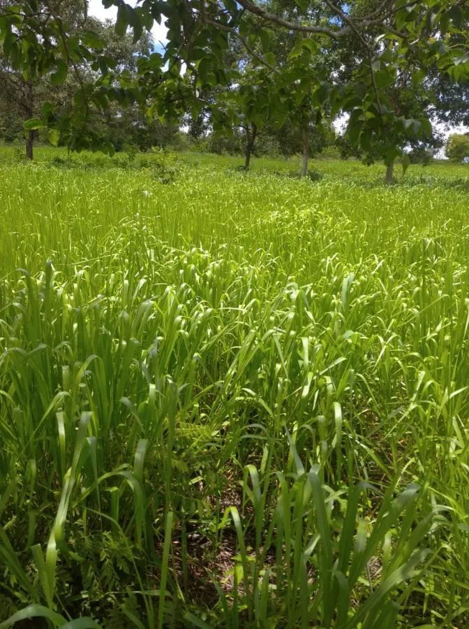 Fazenda à venda de 189 ha em Ponto Chique, MG, Brasil