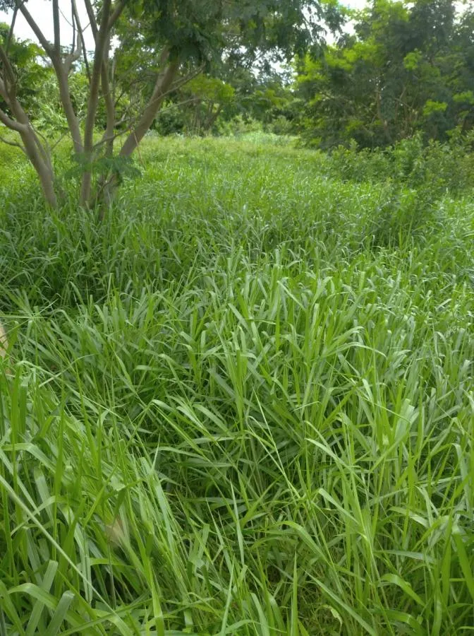 Fazenda à venda de 189 ha em Ponto Chique, MG, Brasil