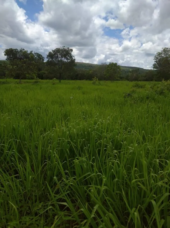 Fazenda à venda de 189 ha em Ponto Chique, MG, Brasil