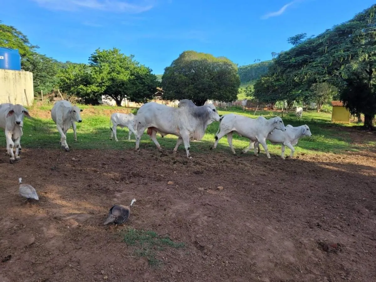 Fazenda à venda de 145 ha em Santa Rosa de Viterbo, SP, Brasil