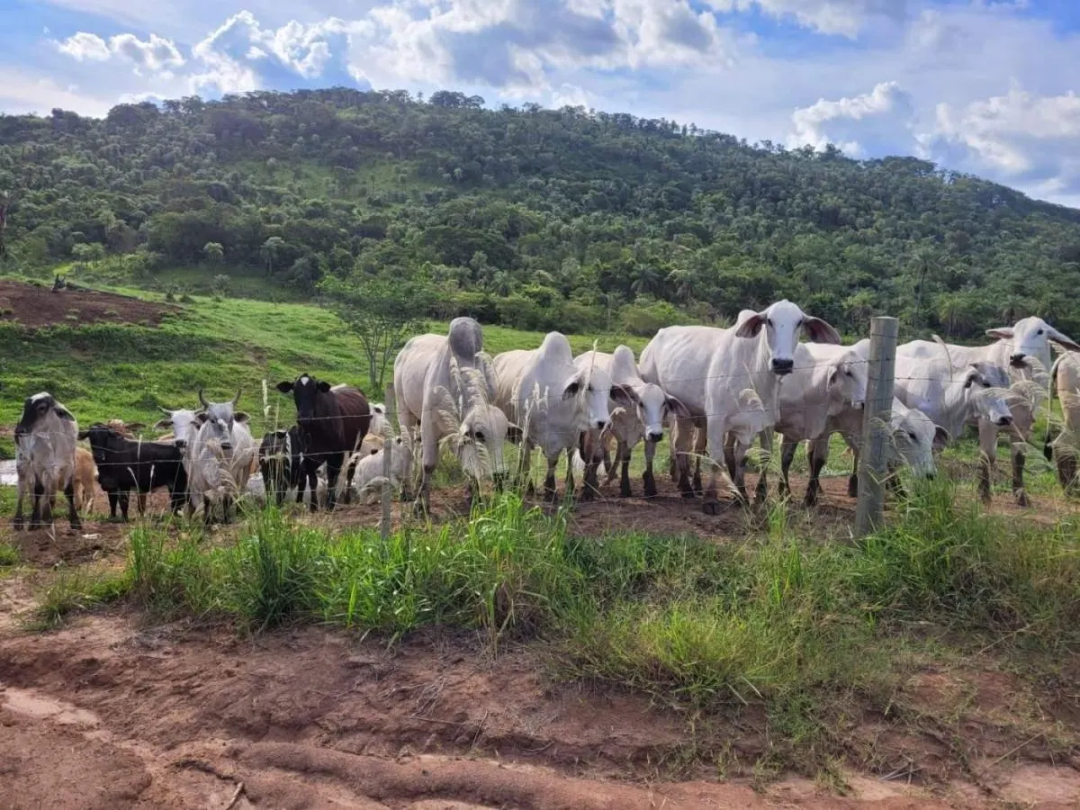 Fazenda à venda de 145 ha em Santa Rosa de Viterbo, SP, Brasil
