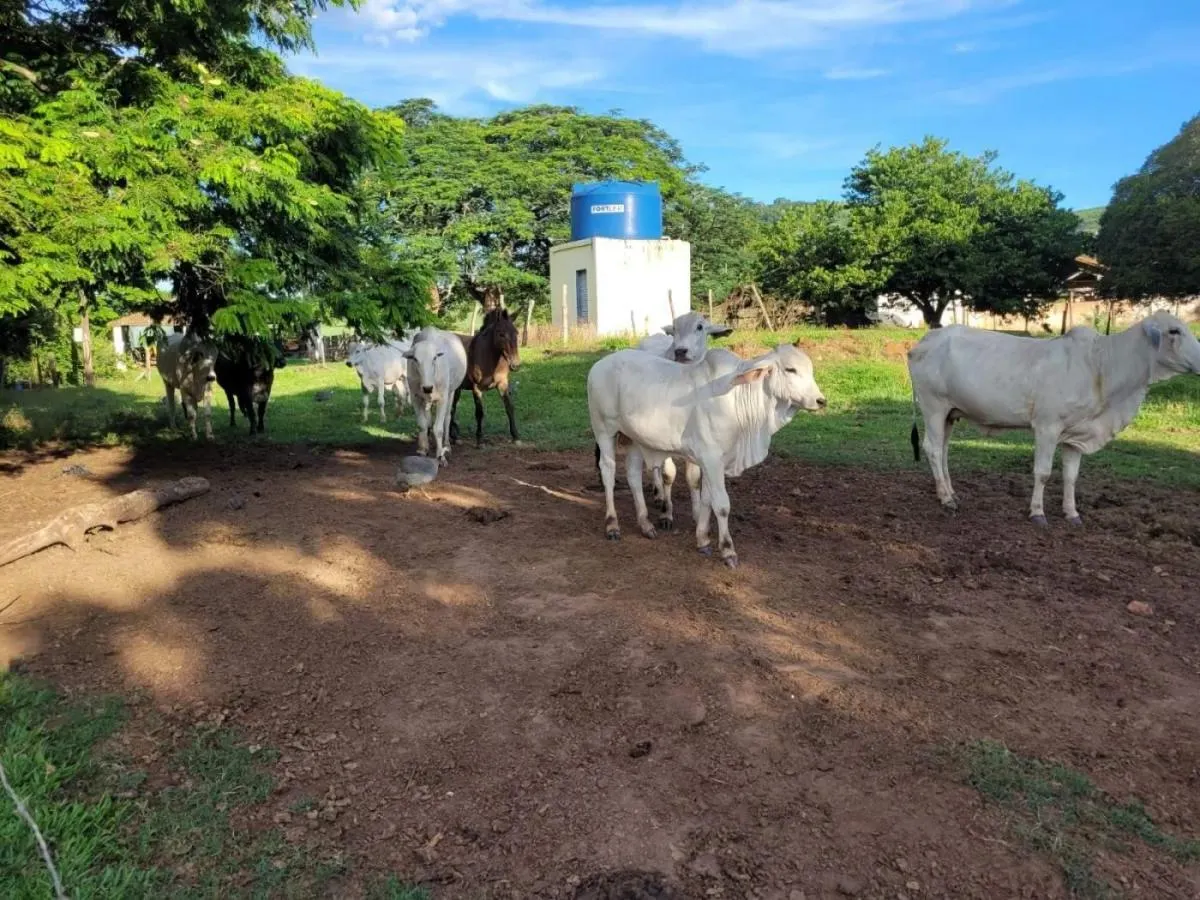 Fazenda à venda de 145 ha em Santa Rosa de Viterbo, SP, Brasil