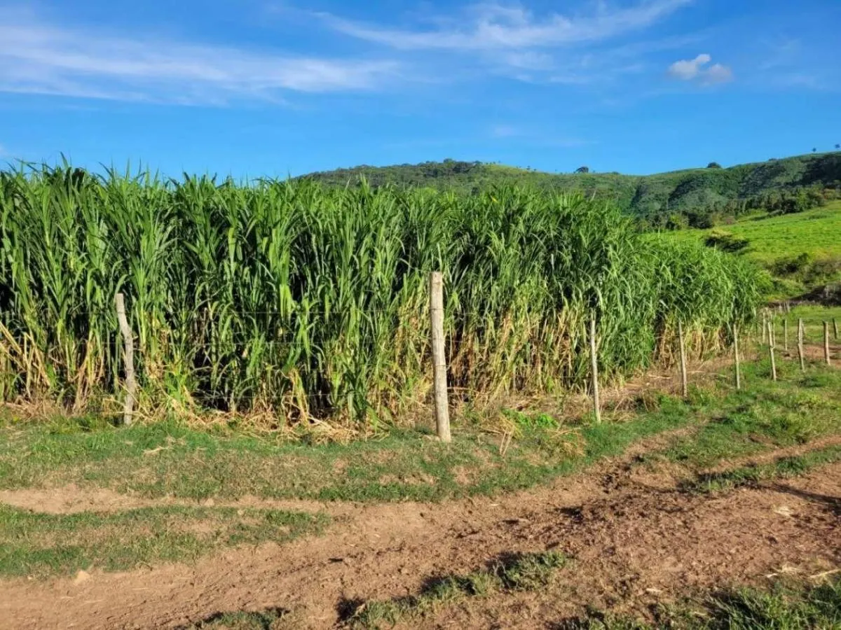 Fazenda à venda de 145 ha em Santa Rosa de Viterbo, SP, Brasil