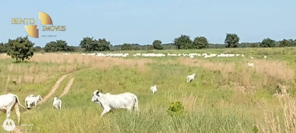 Fazenda à venda de 978 ha em Poconé, MT, Brasil