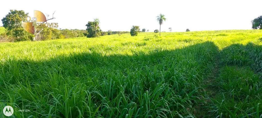 Fazenda à venda de 978 ha em Poconé, MT, Brasil