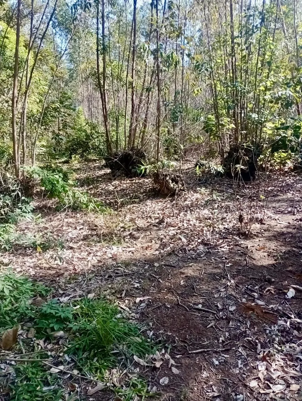 Small farm for sale of 19 acres in Nazaré Paulista, SP, Brazil