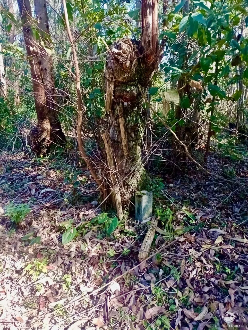 Small farm for sale of 19 acres in Nazaré Paulista, SP, Brazil