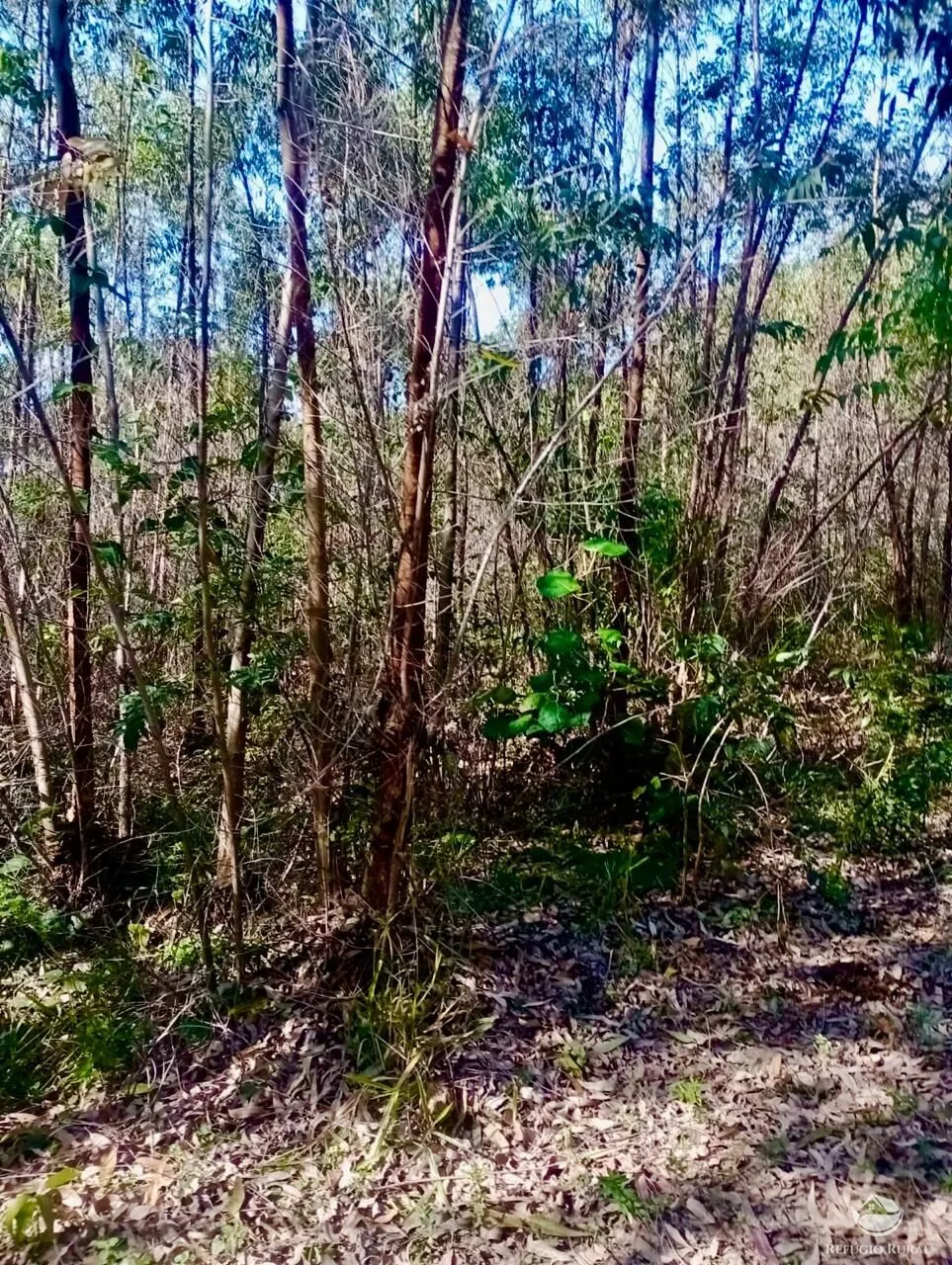 Small farm for sale of 19 acres in Nazaré Paulista, SP, Brazil