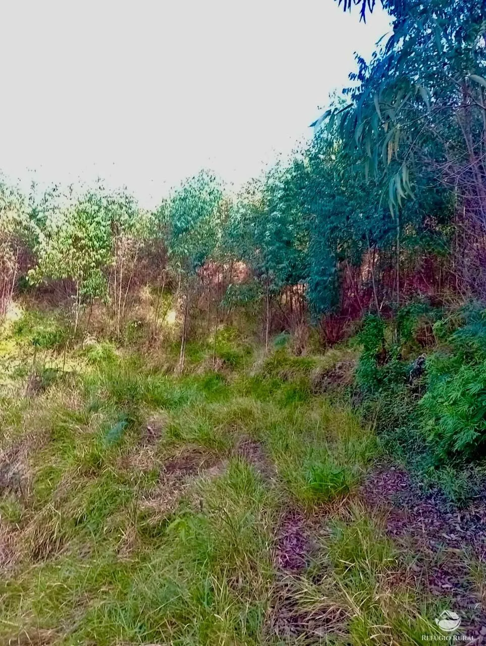 Small farm for sale of 19 acres in Nazaré Paulista, SP, Brazil