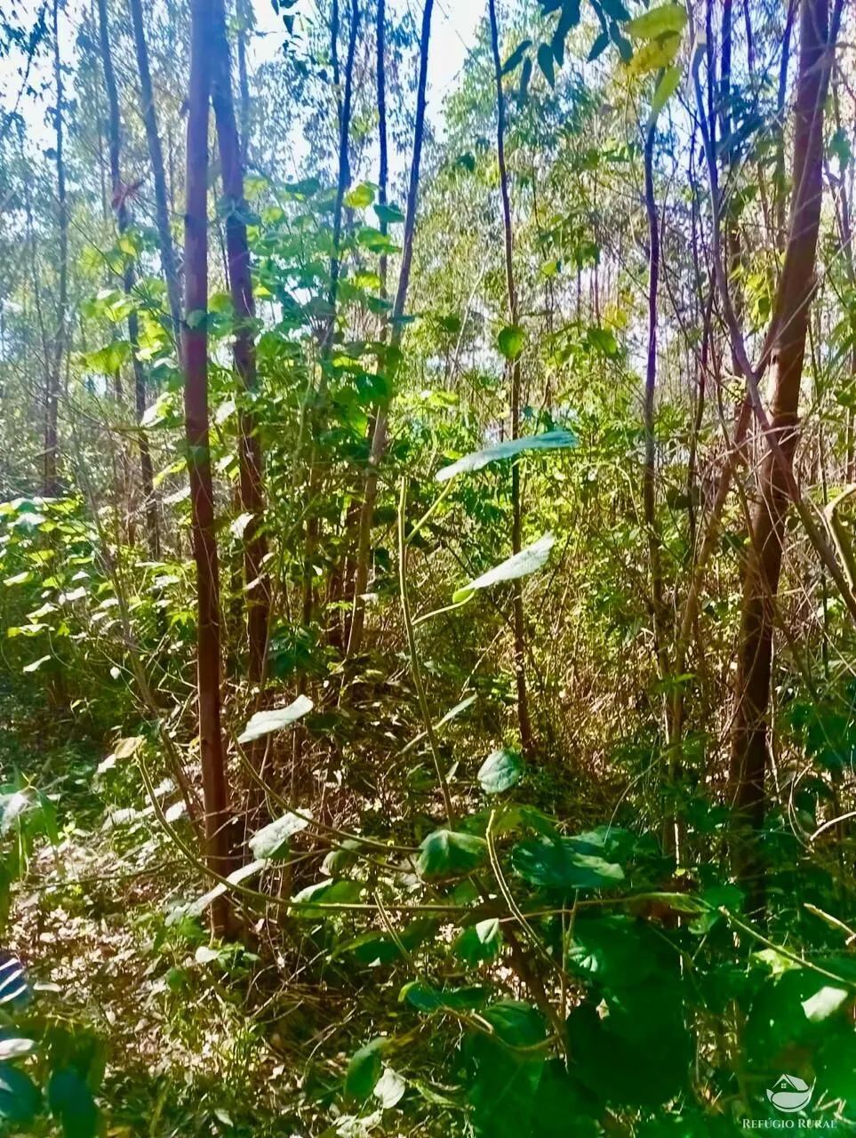 Small farm for sale of 19 acres in Nazaré Paulista, SP, Brazil