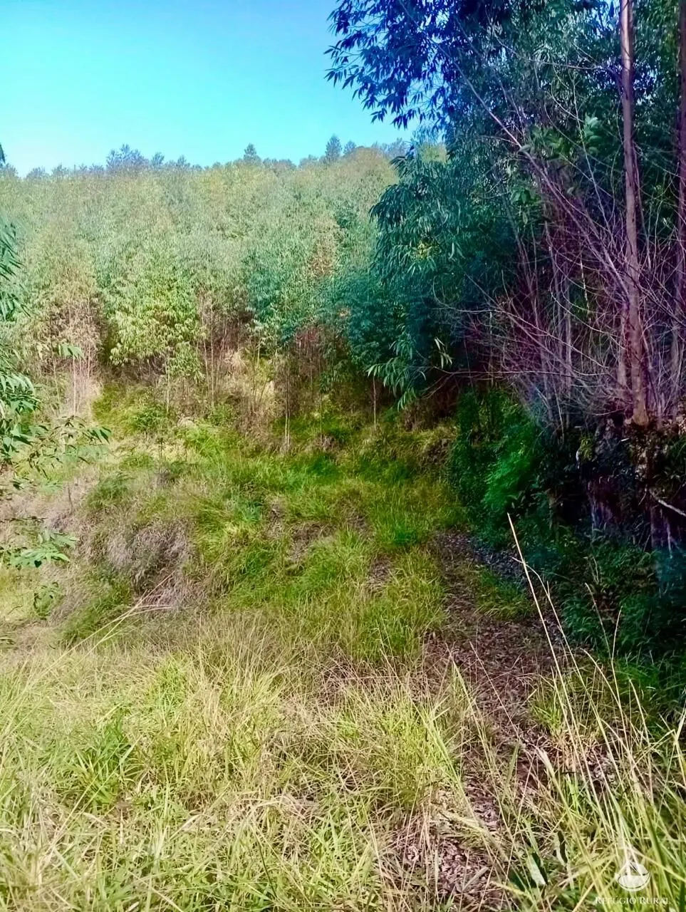 Small farm for sale of 19 acres in Nazaré Paulista, SP, Brazil