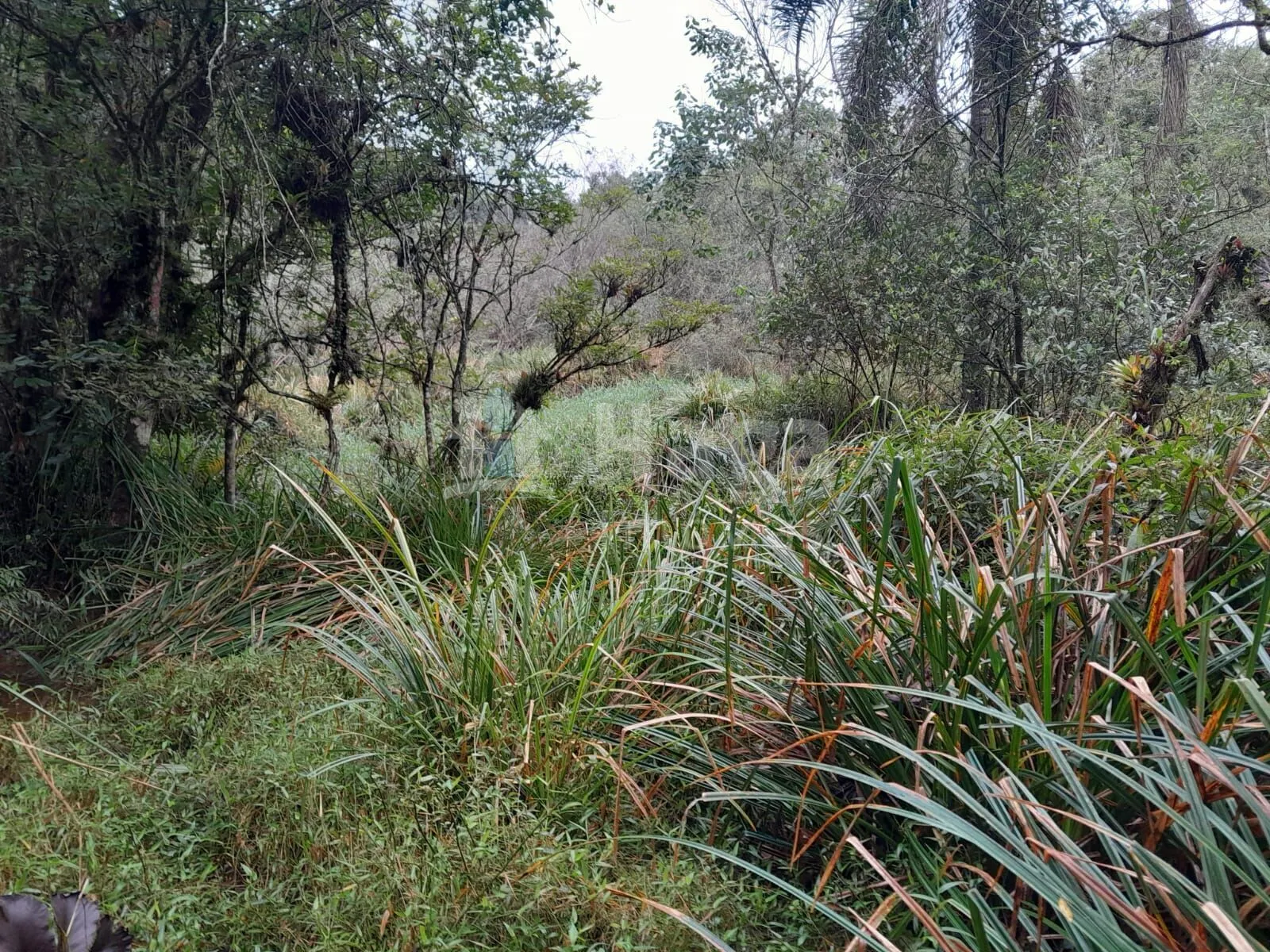 Fazenda à venda de 20 ha em Turvo, SC, Brasil