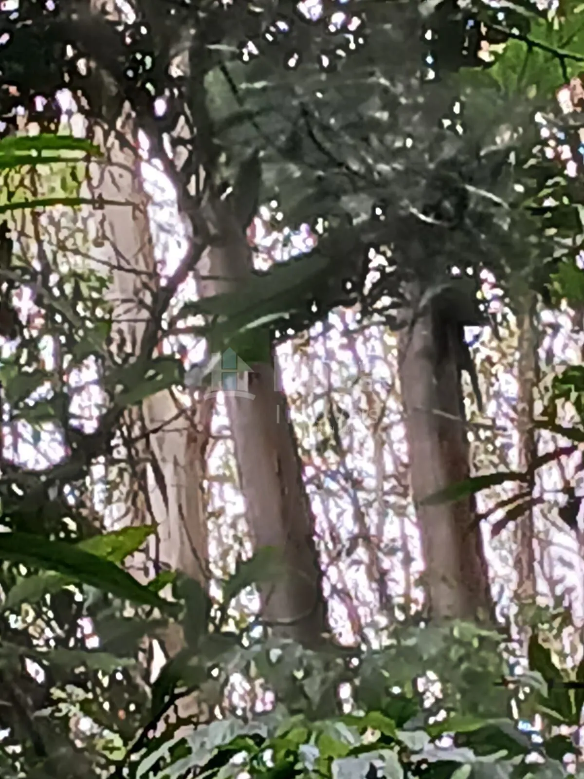 Fazenda à venda de 20 ha em Turvo, SC, Brasil