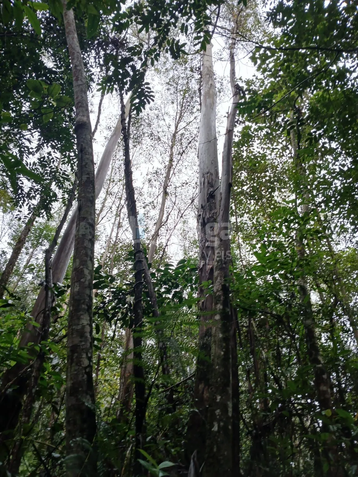 Fazenda à venda de 20 ha em Turvo, SC, Brasil
