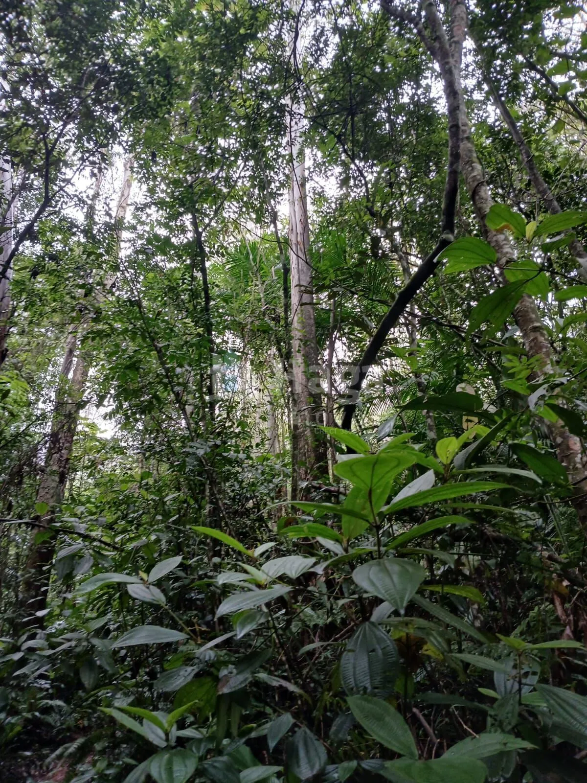 Fazenda à venda de 20 ha em Turvo, SC, Brasil