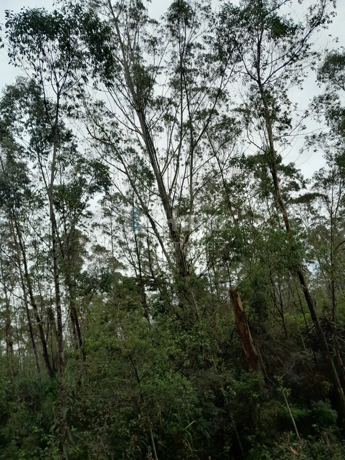 Fazenda à venda de 20 ha em Turvo, SC, Brasil