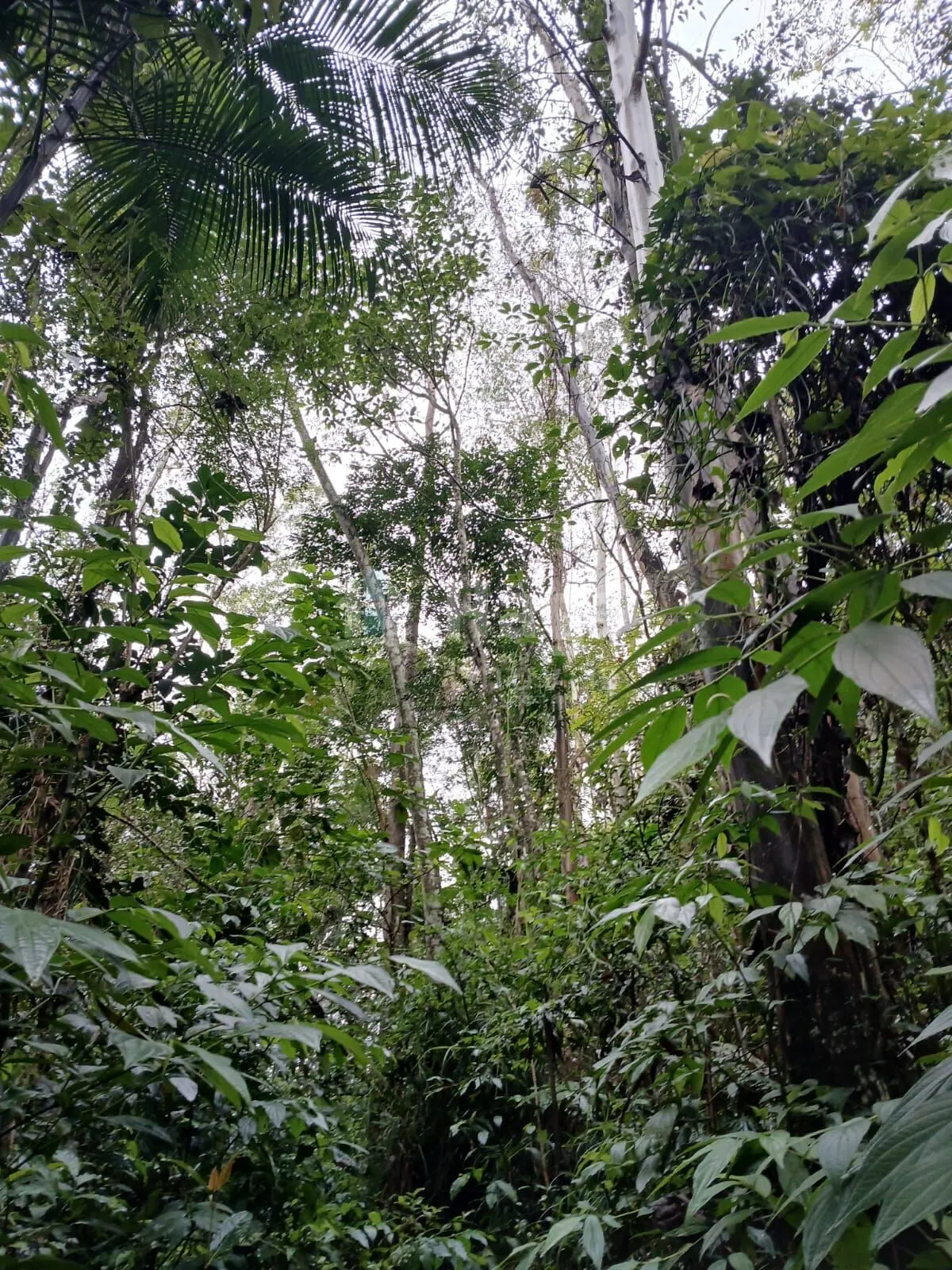 Fazenda à venda de 20 ha em Turvo, SC, Brasil