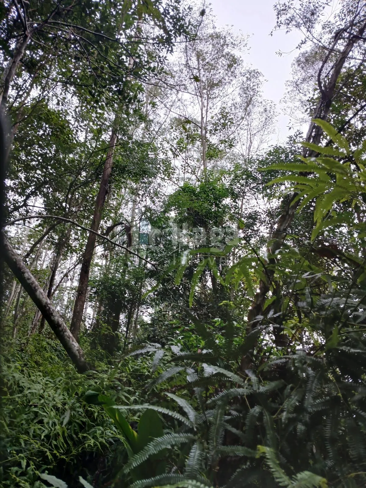 Fazenda à venda de 20 ha em Turvo, SC, Brasil