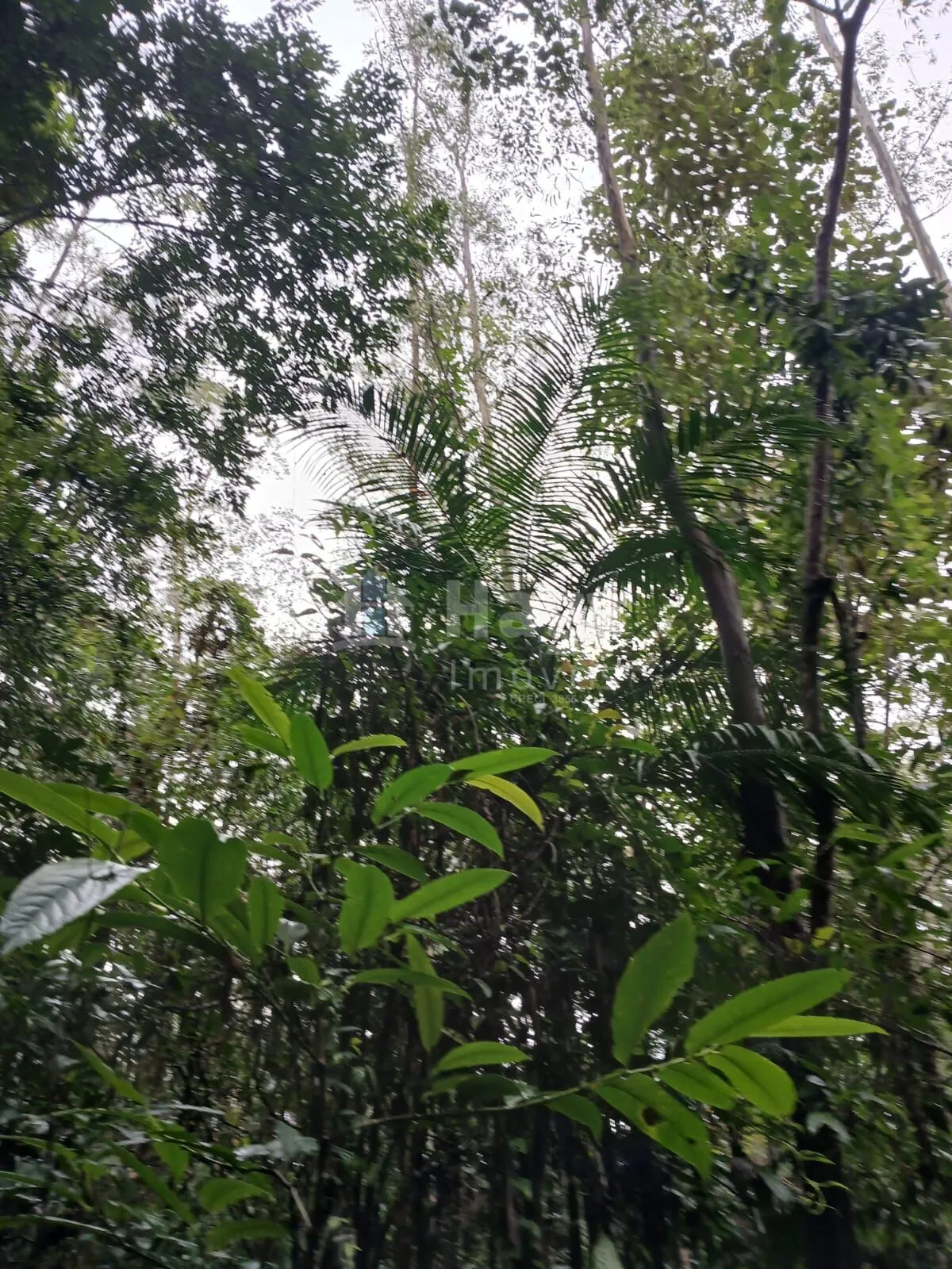 Fazenda à venda de 20 ha em Turvo, SC, Brasil