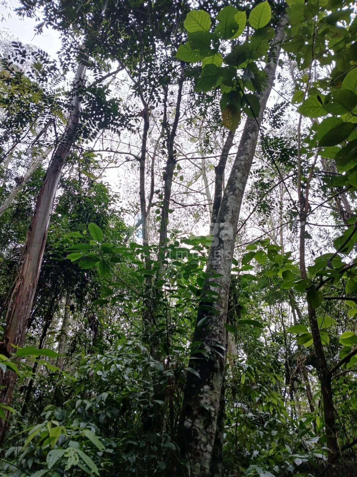 Fazenda à venda de 20 ha em Turvo, SC, Brasil
